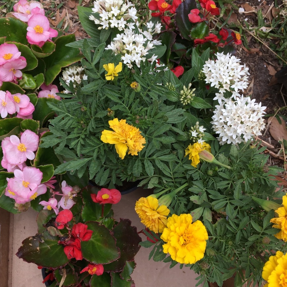 Meet your Posher, Twinkle